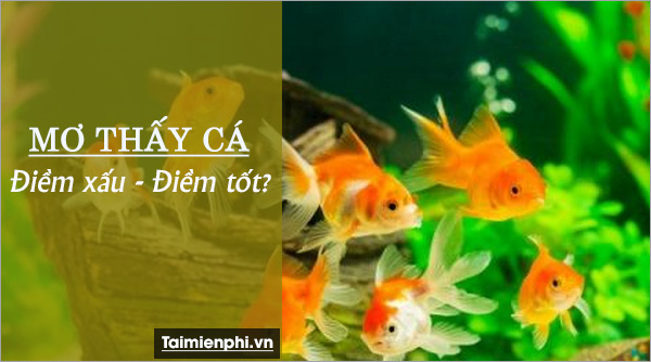 Mơ thấy cá đánh số mấy? Bí mật giải đáp giấc mơ về cá