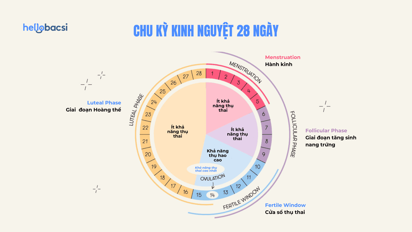 Chu kỳ kinh nguyệt là gì? Chu kỳ kinh nguyệt tính như thế nào?