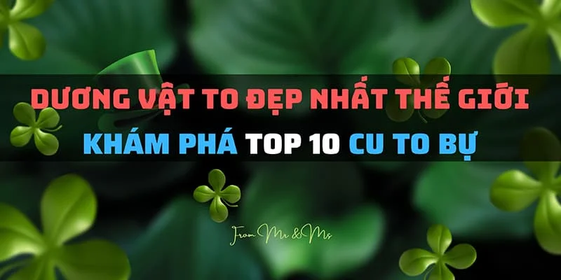 Dương Vật To Đẹp Nhất Thế Giới - Khám Phá Top 10 Cu To