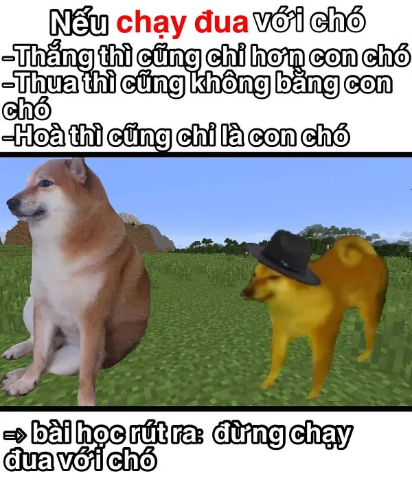 Meme chó shiba inu nổi tiếng CĐM là ai? Top ảnh chó shiba bựa hài hước