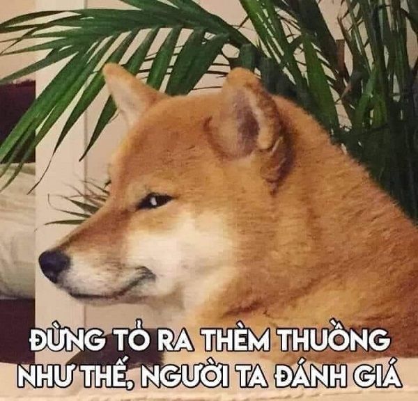 Meme chó shiba inu nổi tiếng CĐM là ai? Top ảnh chó shiba bựa hài hước