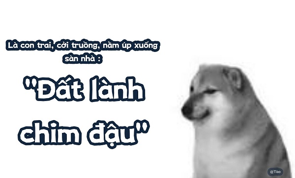 Meme chó shiba inu nổi tiếng CĐM là ai? Top ảnh chó shiba bựa hài hước