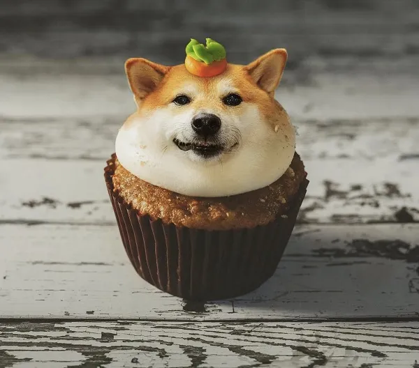 Meme chó shiba inu nổi tiếng CĐM là ai? Top ảnh chó shiba bựa hài hước