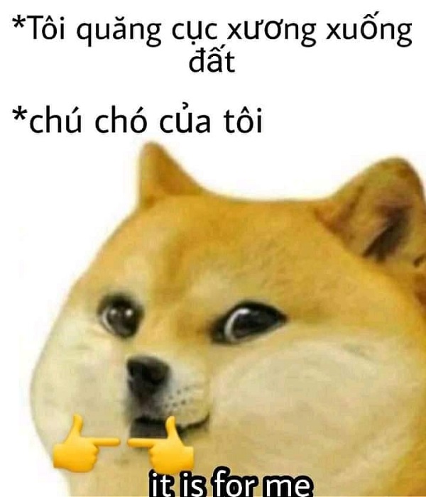 Meme chó shiba inu nổi tiếng CĐM là ai? Top ảnh chó shiba bựa hài hước