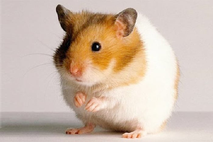 Bức tranh chuột Hamster xinh đẹp - Hình nền siêu dễ thương