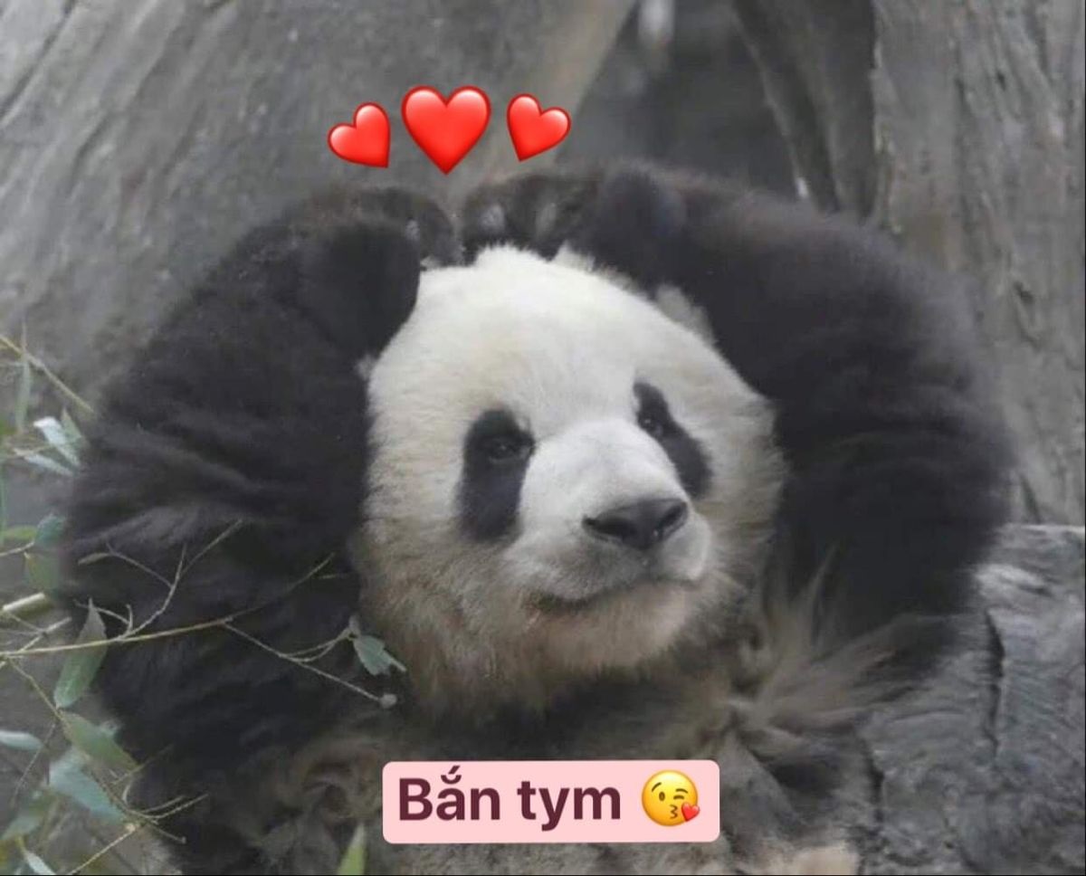 888+ meme gấu trúc bựa weibo cute, biểu cảm hài hước nhất