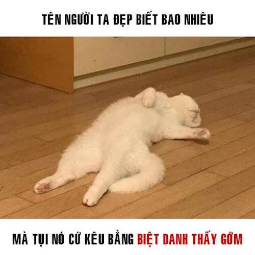 Tổng hợp 100 ảnh chế meme khóc siêu hài bựa