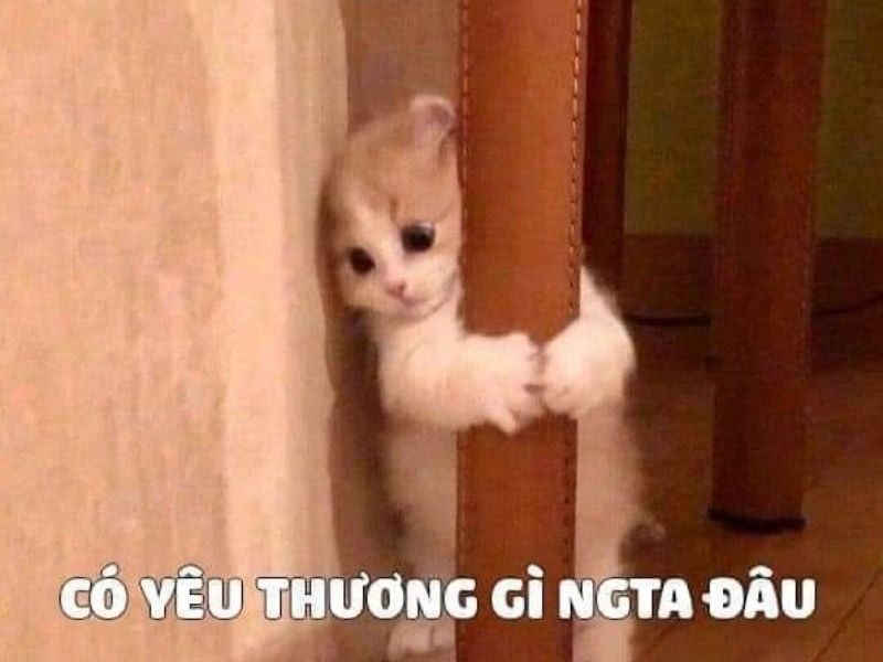 Tổng hợp 99+ meme thất tình nên lưu ngay về máy khi cần