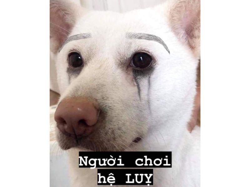 Tổng hợp 99+ meme thất tình nên lưu ngay về máy khi cần