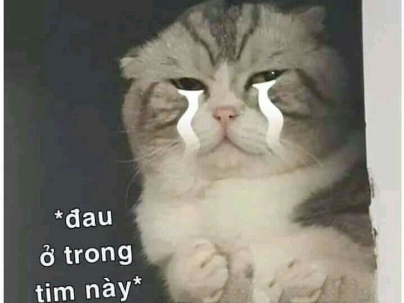 Tổng hợp 99+ meme thất tình nên lưu ngay về máy khi cần