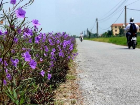 Danh sách các loại hoa màu tím trồng ven đường tại Việt Nam