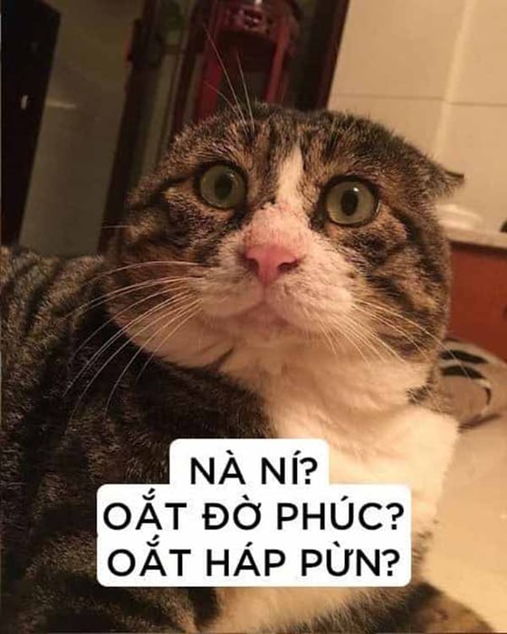 Bức ảnh chế meme mèo khóc, cute, bựa, cười đểu