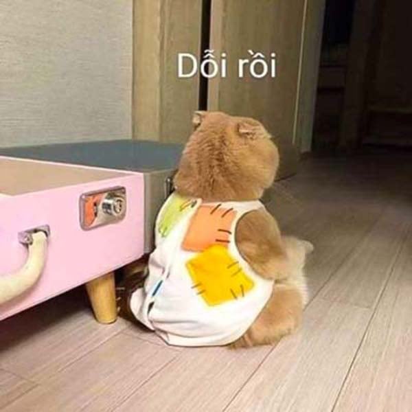 Bức ảnh chế meme mèo khóc, cute, bựa, cười đểu