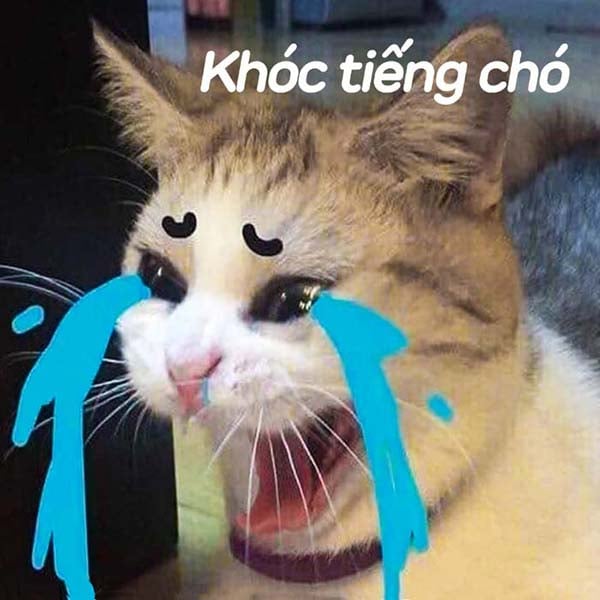 Bức ảnh chế meme mèo khóc, cute, bựa, cười đểu