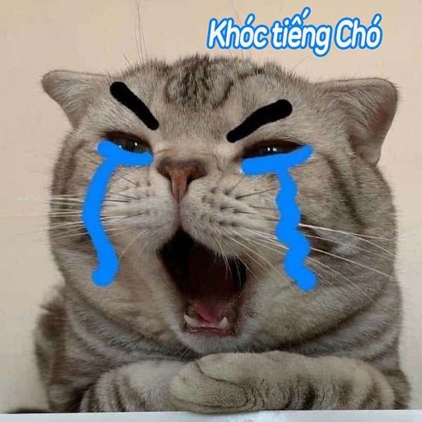 Bức ảnh chế meme mèo khóc, cute, bựa, cười đểu