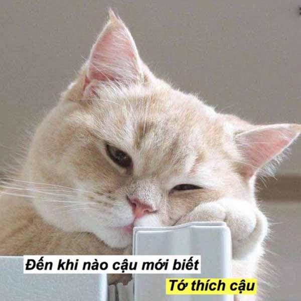 Bức ảnh chế meme mèo khóc, cute, bựa, cười đểu