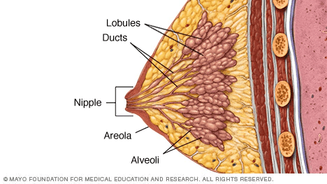 Hình ảnh giải phẫu vú của phụ nữ