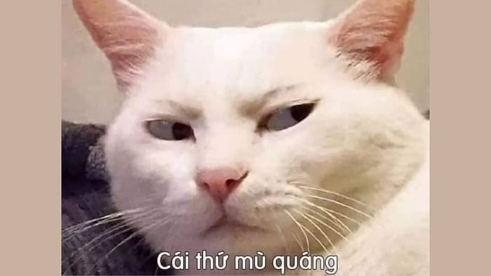 Bộ sưu tập hình ảnh meme dễ thương, hài hước và vui nhộn