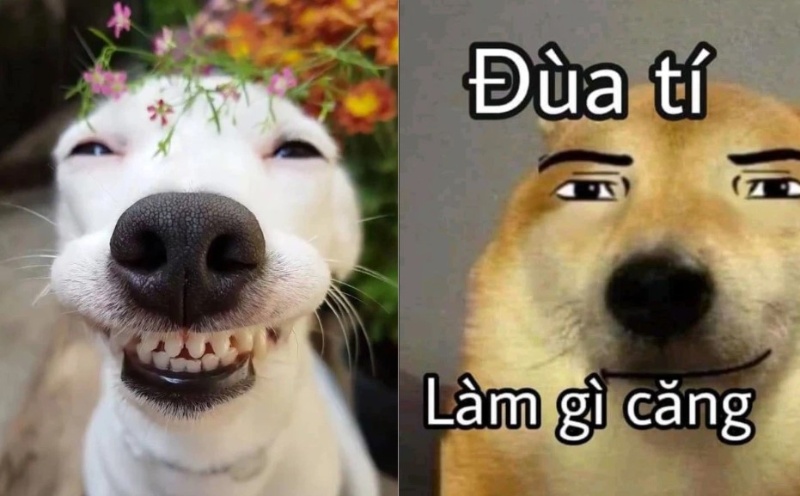 Lưu ngay 100+ hình con chó meme cute, hài hước cười đứt ruột