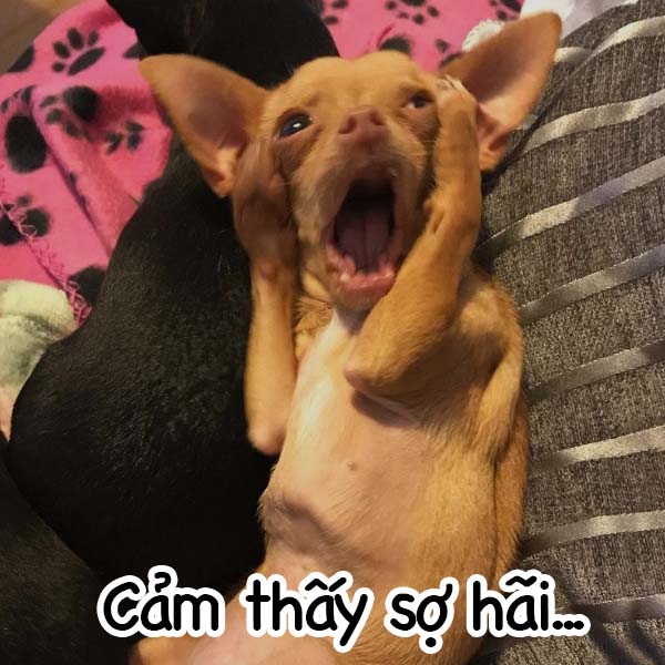 Lưu ngay 100+ hình con chó meme cute, hài hước cười đứt ruột