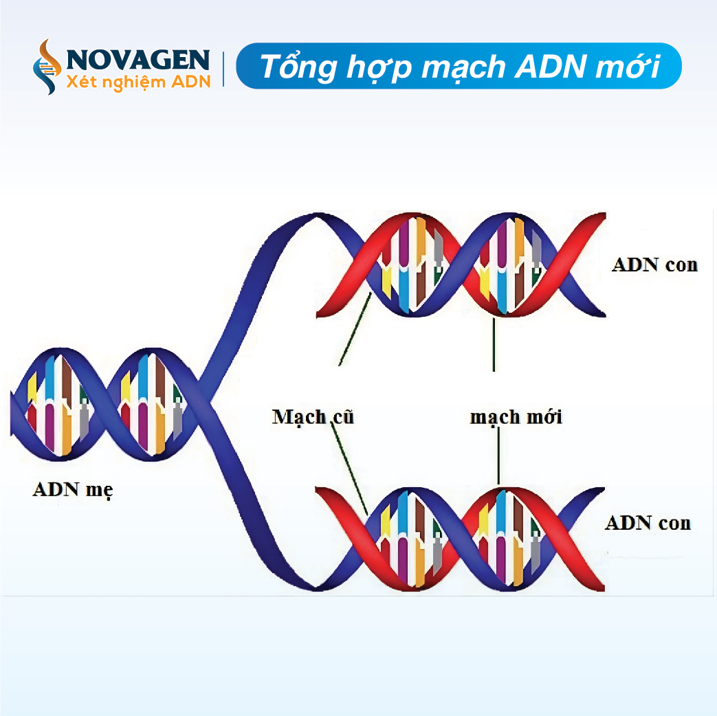 Quá Trình Tự Nhân Đôi Của ADN