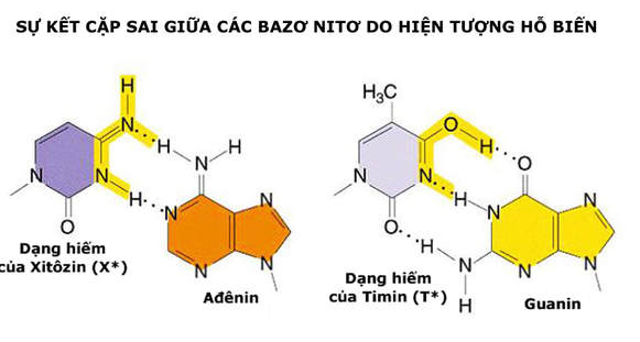 Đột Biến Gen Là Gì? Ý Nghĩa, Hậu Quả Và Các Dạng Đột Biến Gen