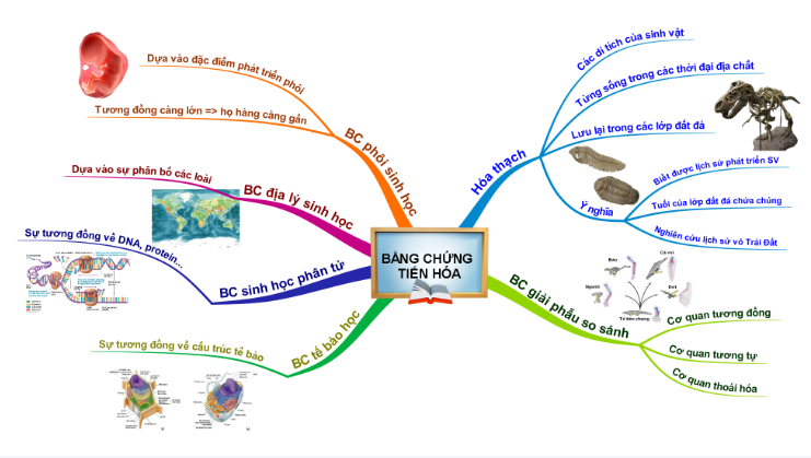 Các bằng chứng tiến hóa - Sinh học 12