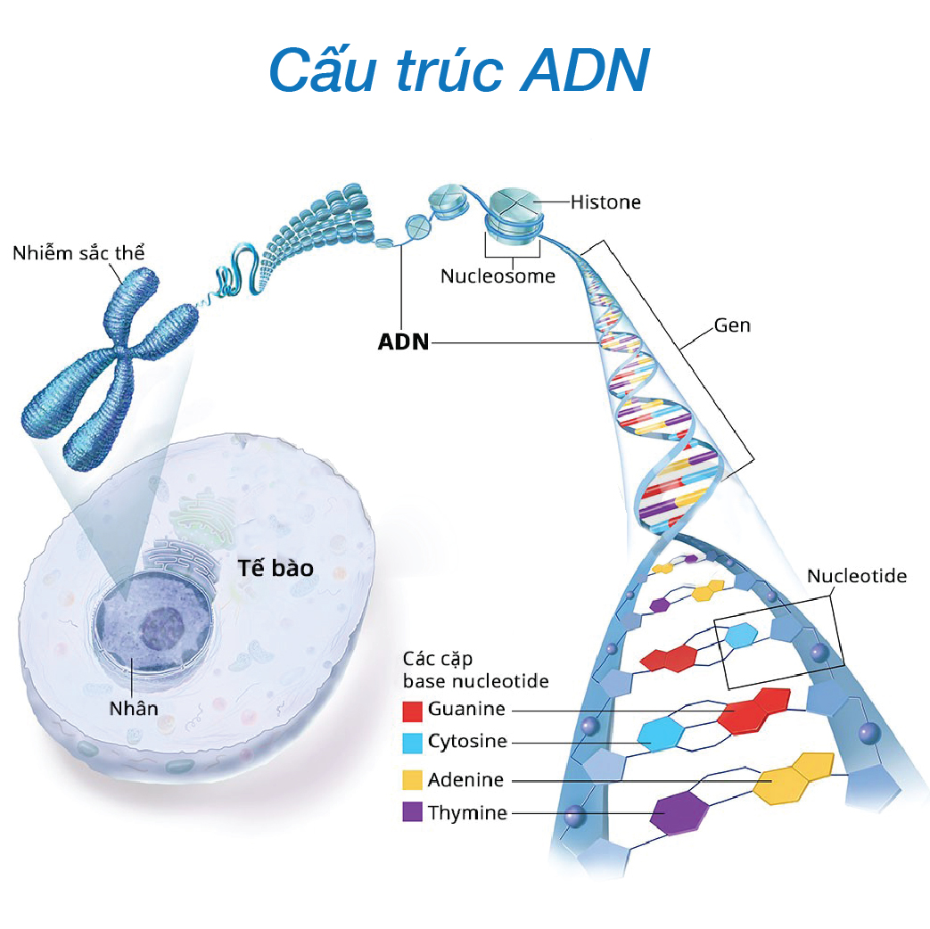 Quá Trình Tự Nhân Đôi Của ADN