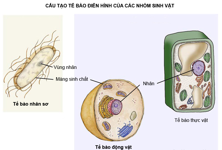 Các bằng chứng tiến hóa - Sinh học 12