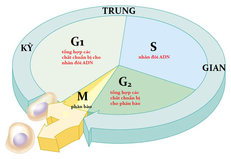 Quá Trình Nhân Đôi ADN Diễn Ra Như Thế Nào? Kết Quả Và Ý Nghĩa