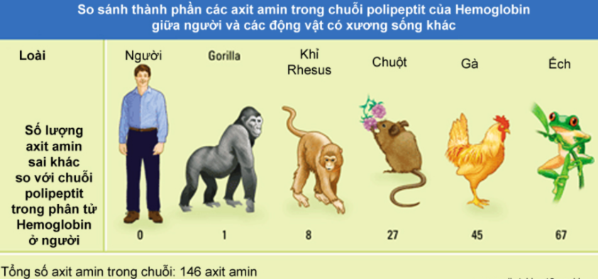 Các bằng chứng tiến hóa - Sinh học 12