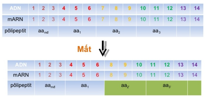 Đột Biến Gen Là Gì? Ý Nghĩa, Hậu Quả Và Các Dạng Đột Biến Gen