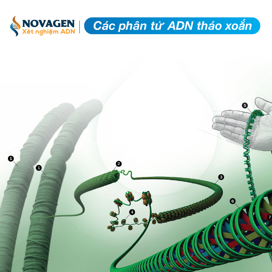 Quá Trình Tự Nhân Đôi Của ADN