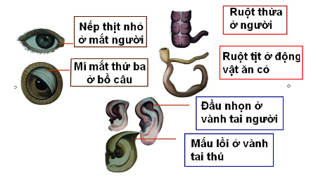 Các bằng chứng tiến hóa - Sinh học 12