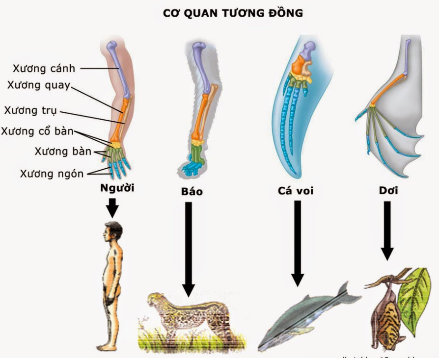 Các bằng chứng tiến hóa - Sinh học 12