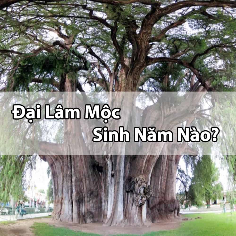 Mệnh Đại Lâm Mộc là gì? Hợp với màu gì và kỵ màu gì?