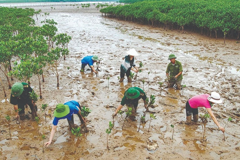 Thực trạng và giải pháp bảo vệ rừng ngập mặn