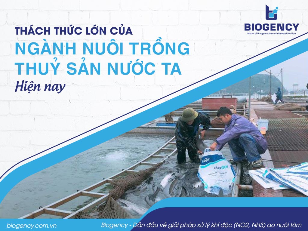 Thách thức lớn của ngành nuôi trồng thuỷ sản nước ta hiện nay