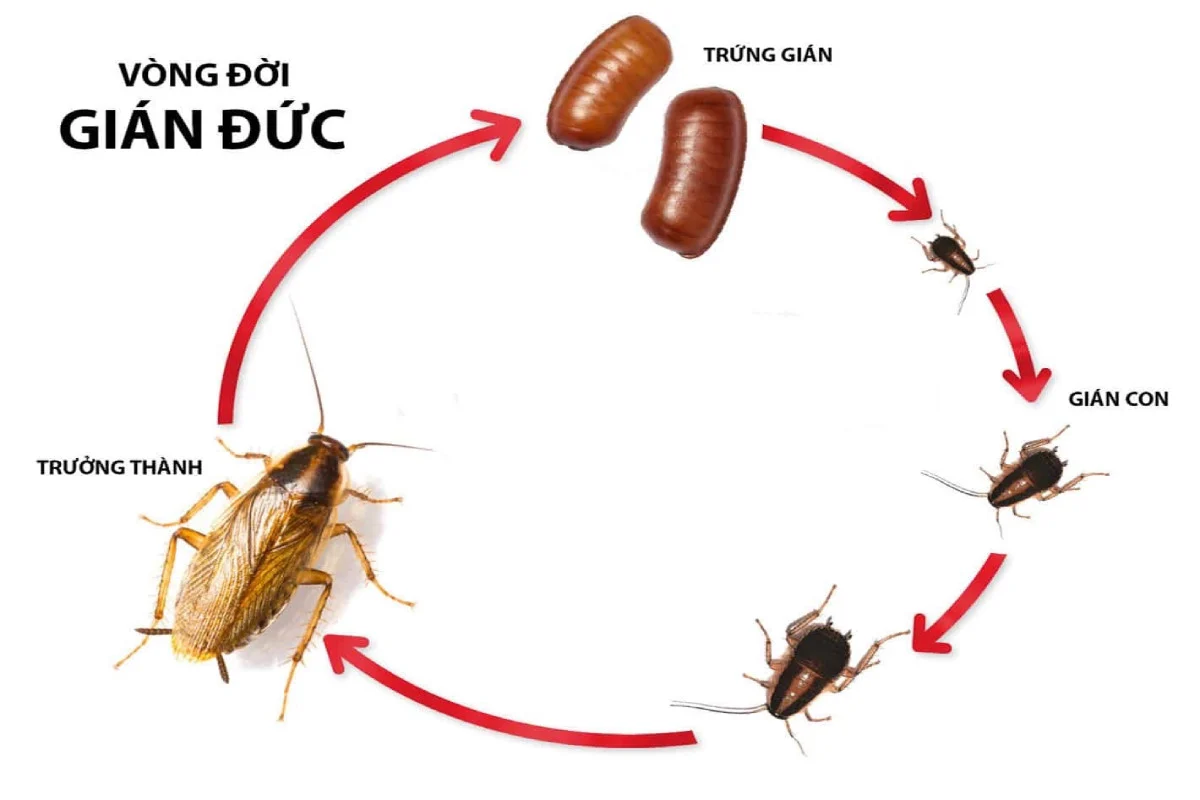 Tiểu cường là con gì? 5 sự thật ít người biết về tiểu cường