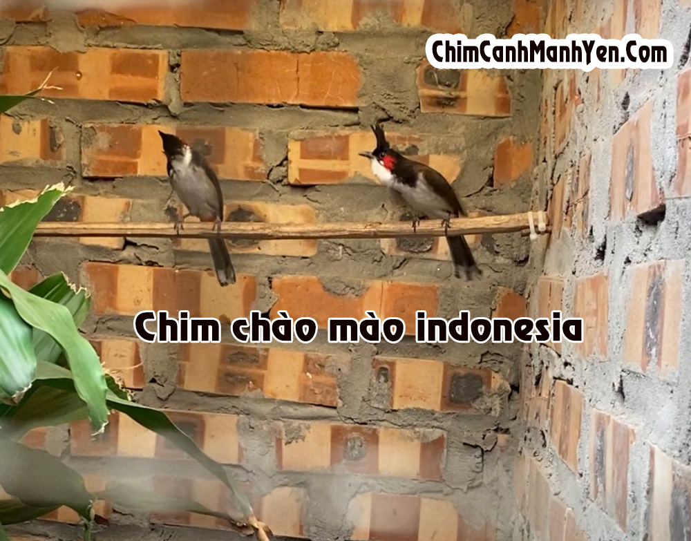 CHÀO MÀO INDONESIA - Thông tin chi tiết, giá bán và ghép sinh sản