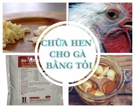 Chữa Hen Cho Gà Bằng Tỏi - 2 Mẹo Trị Bệnh Hen Khẹc Từ Tỏi