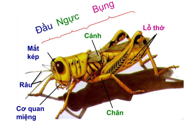 Sự thật về châu chấu mà ít người biết