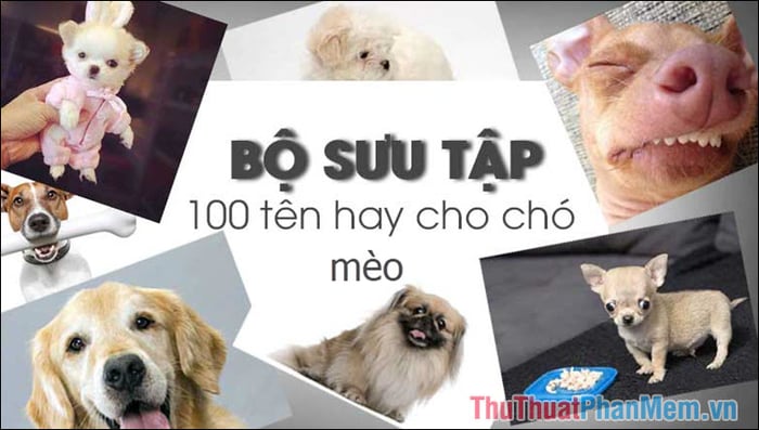 Danh sách Top 100 tên chó, mèo nổi bật nhất năm 2024