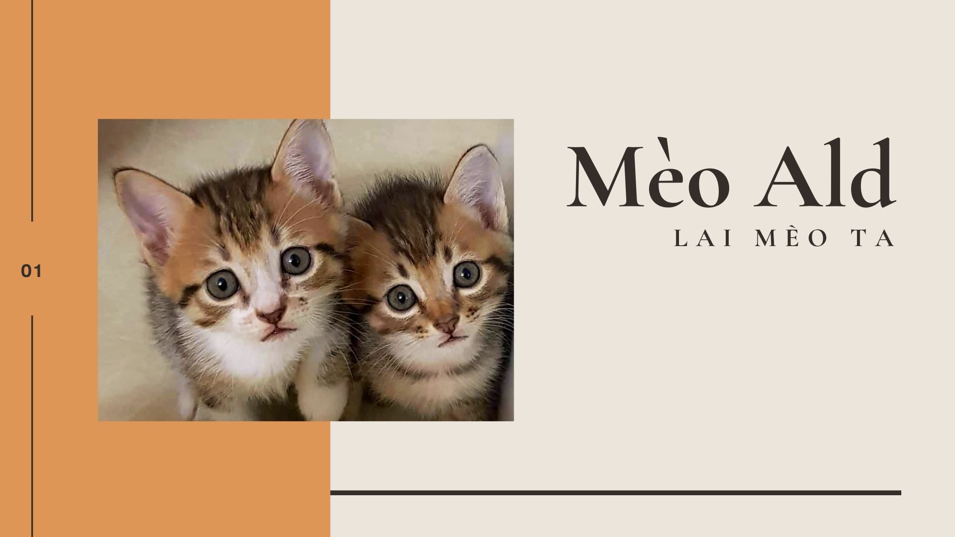 Mèo Anh lông dài - Đặc điểm, phân loại, giá bán và cách nuôi