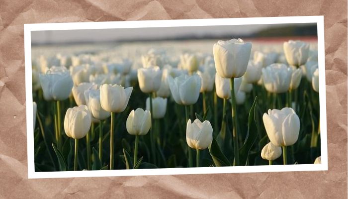 Hoa Tulip trắng có ý nghĩa gì trong tình yêu?