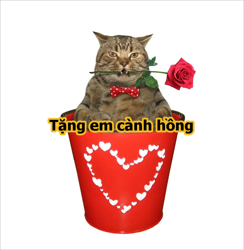 Tổng hợp meme mèo tặng hoa hài hước, cute, đáng yêu