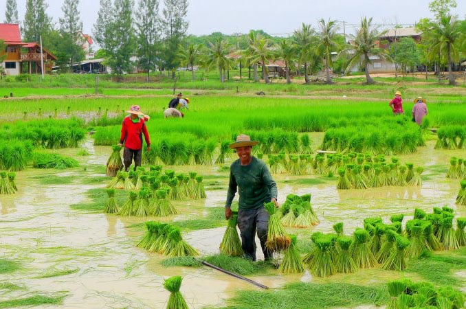 Bức tranh đẹp nhất về quê hương