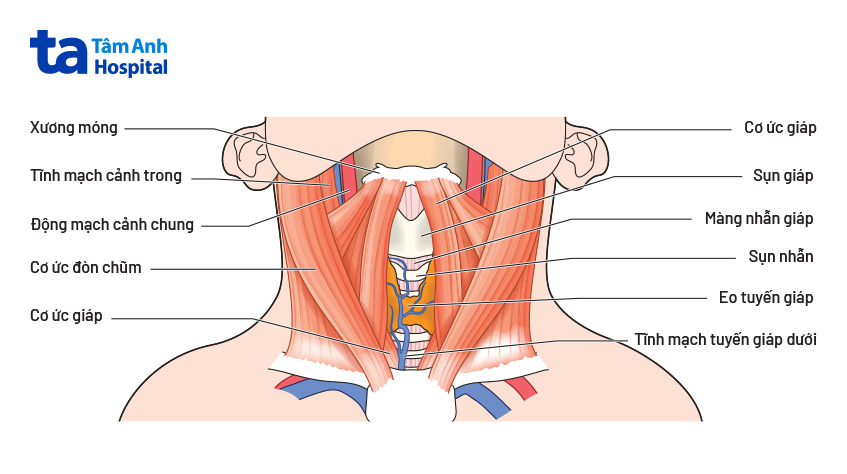 Giải phẫu vùng cổ: Cấu tạo, chức năng và các bệnh lý thường gặp