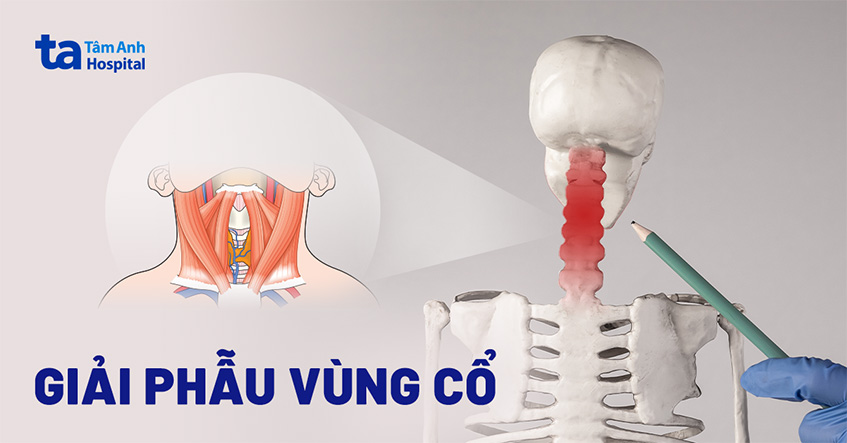 Giải phẫu vùng cổ: Cấu tạo, chức năng và các bệnh lý thường gặp