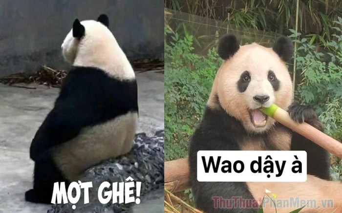 Bộ Meme Trung Quốc: Cuộc phiêu lưu hài hước và độc đáo